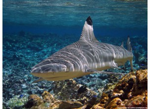 http://www.nautilusdesign.ru/103-thickbox_default/-lat-carcharhinus-melanopterus-eng-blacktip-reef-shark.jpg