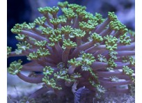 Цветочные кораллы