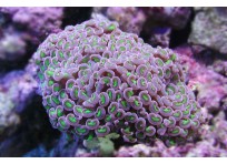 Ветвящийся молоточковый коралл