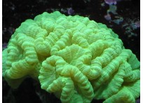 Факельные кораллы