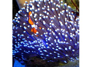 http://www.nautilusdesign.ru/70-thickbox_default/-eng-heteractis-magnifica-lat-magnificent-sea-anemone.jpg
