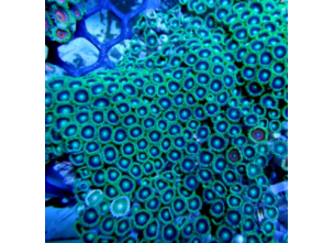 http://www.nautilusdesign.ru/76-thickbox_default/-lat-zoanthids-coral-eng-zoanthus-sp-green.jpg