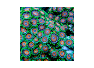 http://www.nautilusdesign.ru/77-thickbox_default/-eng-zoanthus-species-zoanthids-coral-orange.jpg