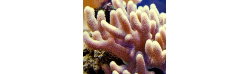 Мягкие и гидроидные кораллы 