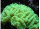 Кораллы жесткие