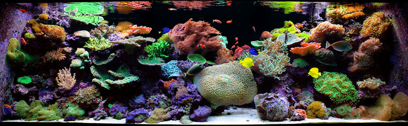 морской аквариум цена работы