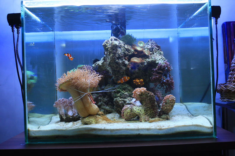 Живые камни и грунт для аквариума с морской водой