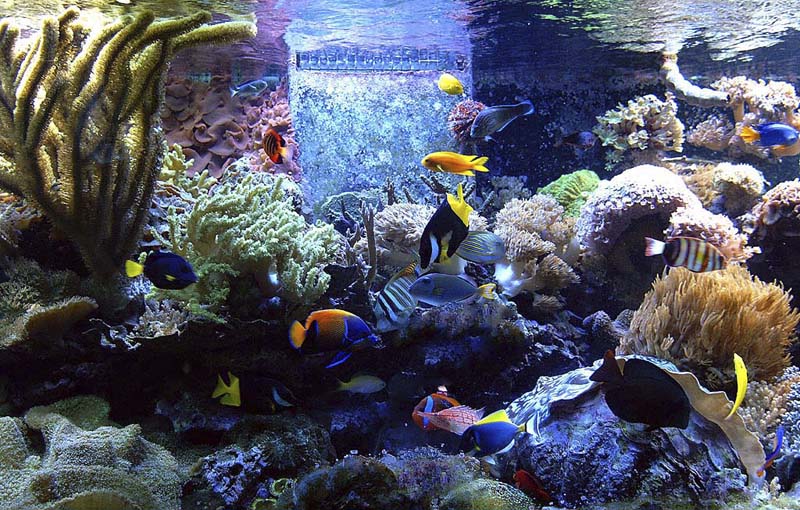 аквариум с морской водой встроенный в стену