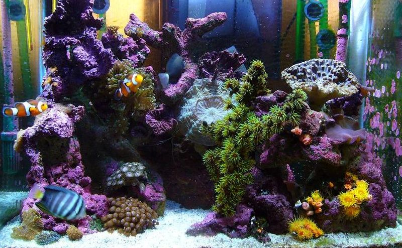 морской аквариум цена низкая качество высокое