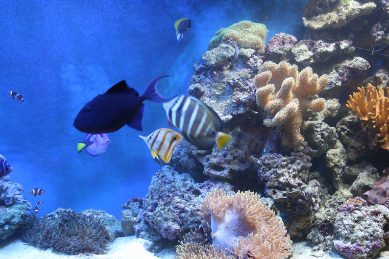 морские рыбы ангелы императорские в большом аквариуме 