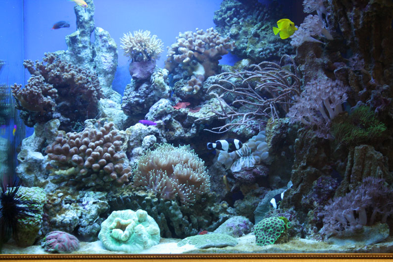 Морской аквариум в Москве